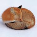 ไปดู My.ID - sleepingfox