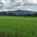 รูปโปรไฟล์ของ Green_grass