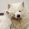 รูปโปรไฟล์ของ Ssamoyed