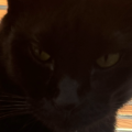 รูปโปรไฟล์ของ Meowster_ss