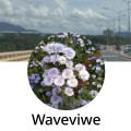 รูปโปรไฟล์ของ waveviwe