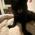 รูปโปรไฟล์ของ Thebaldblackcat