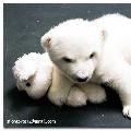 รูปโปรไฟล์ของ kuma
