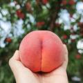 peachxplease