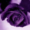 Violet Rain