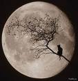 Moon Light Cat