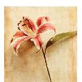 รูปโปรไฟล์ของ lillie-bliss