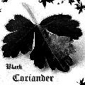 Black Coriander