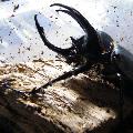 รูปโปรไฟล์ของ palmbeetle