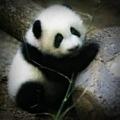 รูปโพรไฟล์ของ pandasama