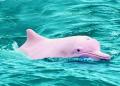 Pink'dolphin