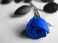 Blue Baby Rose