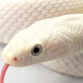 Azure Snake of HotSalsa -NGP