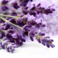 รูปโพรไฟล์ของ lavender1802