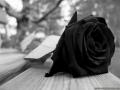 writer