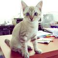 writer