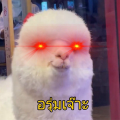 รูปโปรไฟล์ของ lkuskyy4