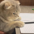 writer
