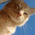 รูปโพรไฟล์ของ catdaripper
