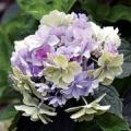 รูปโปรไฟล์ของ ff-hydrangea