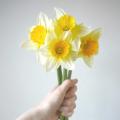 รูปโพรไฟล์ของ daffodil921