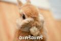 รูปโปรไฟล์ของ BunniJ