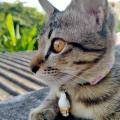 writer