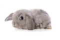 รูปโปรไฟล์ของ LadyI2abbit