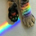รูปโปรไฟล์ของ Meowteenrainbow