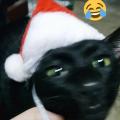 รูปโปรไฟล์ของ isomer_cat