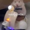 รูปโปรไฟล์ของ B2548
