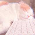 writer