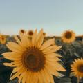รูปโพรไฟล์ของ Sunflower_sine