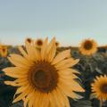 รูปโปรไฟล์ของ Sunflower_sine