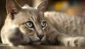รูปโปรไฟล์ของ DarkCat