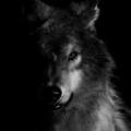 รูปโปรไฟล์ของ -BlackWolf-