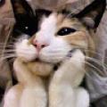 รูปโปรไฟล์ของ CatDragon