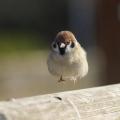 รูปโพรไฟล์ของ babysparrow