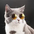 รูปโพรไฟล์ของ Catglasses