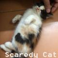 รูปโพรไฟล์ของ Scaredy_Cat
