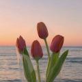 รูปโพรไฟล์ของ tulipwomen