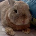 รูปโปรไฟล์ของ rabbit_grass