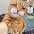 รูปโปรไฟล์ของ ORANGECATGOD