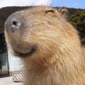 รูปโพรไฟล์ของ SmileyCapybara