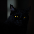 รูปโปรไฟล์ของ DarknessAngel